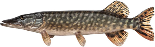 Pike