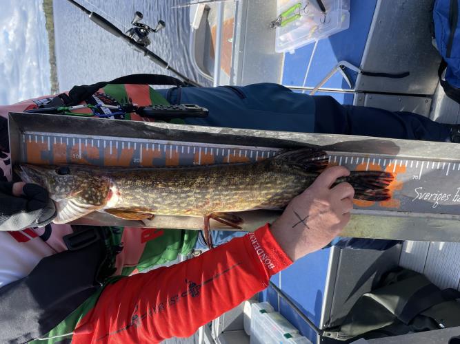 A picture of a Pike, caught by B�nderna at 2022-05-08 10:55:20. The lure was a Jerkbait from SvartZonker.