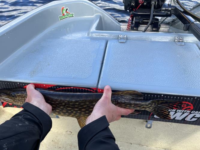 A picture of a Pike, caught by Team Slowly at 2022-05-08 16:59:23. The lure was a Jerkbait from Berkley.