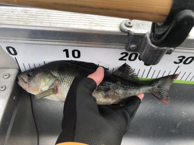 A picture of a Perch, caught by Hegge at 2022-06-04 07:11:06. The lure was a Jig (Perch & Zander Softbait) from Abu Garcia. A picture of a Perch, caught by Hegge at 2022-06-04 07:11:06. The lure was a Jig (Perch & Zander Softbait) from Abu Garcia.