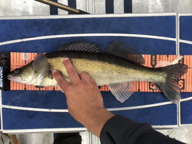 A picture of a Zander, caught by Hegge at 2022-07-04 19:44:21. The lure was a Jig (Perch & Zander Softbait) from Berkley. A picture of a Zander, caught by Hegge at 2022-07-04 19:44:21. The lure was a Jig (Perch & Zander Softbait) from Berkley.