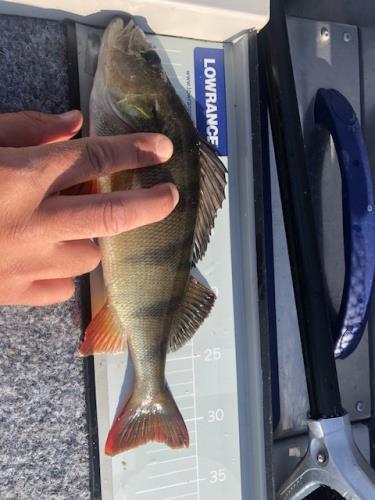 A picture of a Perch, caught by Hegge at 2023-06-24 18:44:43. The lure was a Wobbler from Rapala. A picture of a Perch, caught by Hegge at 2023-06-24 18:44:43. The lure was a Wobbler from Rapala.