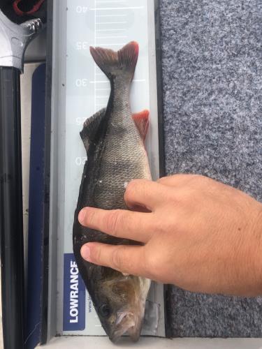 A picture of a Perch, caught by Hegge at 2023-08-16 18:13:59. The lure was a Crankbait from Westin Fishing. A picture of a Perch, caught by Hegge at 2023-08-16 18:13:59. The lure was a Crankbait from Westin Fishing.