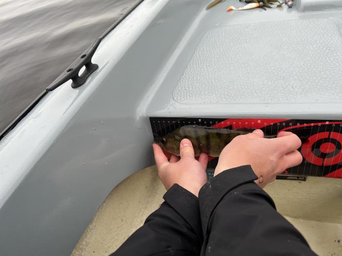 A picture of a Perch, caught by Team Slowly at 2022-06-19 08:26:34. The lure was a Other/Unknown from Other/Unknown. A picture of a Perch, caught by Team Slowly at 2022-06-19 08:26:34. The lure was a Other/Unknown from Other/Unknown.