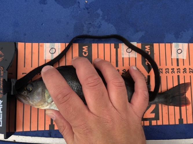 A picture of a Perch, caught by Team 2xH at 2022-06-19 08:35:54. The lure was a Jig (Perch & Zander Softbait) from Westin Fishing. A picture of a Perch, caught by Team 2xH at 2022-06-19 08:35:54. The lure was a Jig (Perch & Zander Softbait) from Westin Fishing.