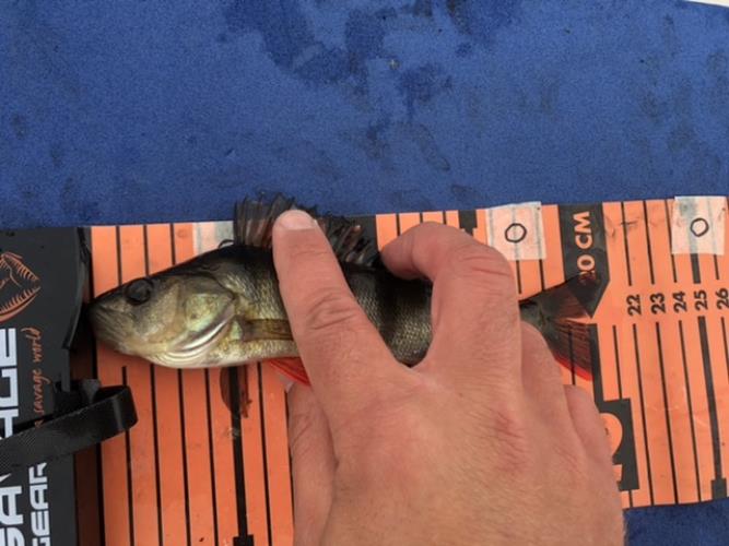 A picture of a Perch, caught by Team 2xH at 2022-06-19 09:31:06. The lure was a Jig (Perch & Zander Softbait) from Berkley. A picture of a Perch, caught by Team 2xH at 2022-06-19 09:31:06. The lure was a Jig (Perch & Zander Softbait) from Berkley.