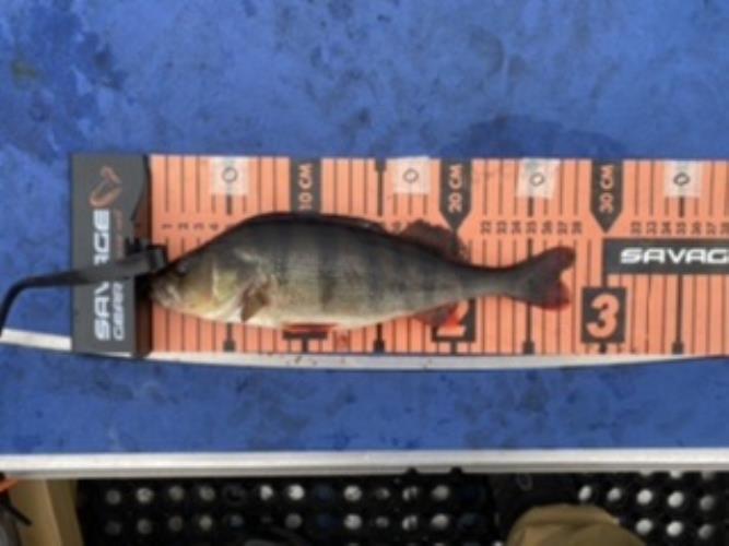 A picture of a Perch, caught by Team 2xH at 2022-06-19 10:36:31. The lure was a Spinner from Myran. A picture of a Perch, caught by Team 2xH at 2022-06-19 10:36:31. The lure was a Spinner from Myran.