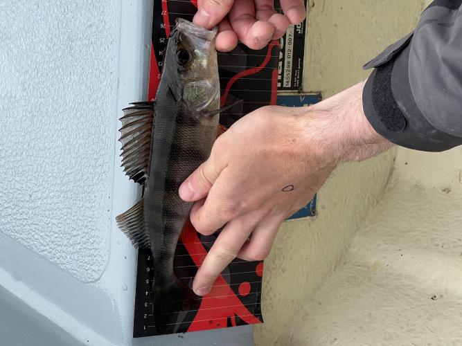 A picture of a Perch, caught by Team Slowly at 2022-06-19 11:02:04. The lure was a Other/Unknown from Other/Unknown. A picture of a Perch, caught by Team Slowly at 2022-06-19 11:02:04. The lure was a Other/Unknown from Other/Unknown.