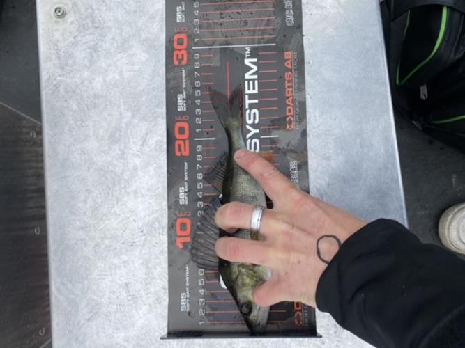 A picture of a Perch, caught by 20 Lake Fishing at 2022-06-19 11:42:31. The lure was a Jig (Perch & Zander Softbait) from 13 Fishing. A picture of a Perch, caught by 20 Lake Fishing at 2022-06-19 11:42:31. The lure was a Jig (Perch & Zander Softbait) from 13 Fishing.