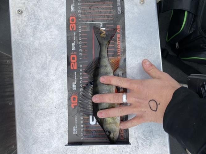 A picture of a Perch, caught by 20 Lake Fishing at 2022-06-19 11:43:53. The lure was a Jig (Perch & Zander Softbait) from Berkley. A picture of a Perch, caught by 20 Lake Fishing at 2022-06-19 11:43:53. The lure was a Jig (Perch & Zander Softbait) from Berkley.