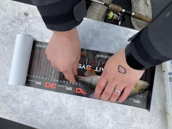 A picture of a Perch, caught by 20 Lake Fishing at 2022-06-19 11:44:56. The lure was a Jig (Perch & Zander Softbait) from Berkley. A picture of a Perch, caught by 20 Lake Fishing at 2022-06-19 11:44:56. The lure was a Jig (Perch & Zander Softbait) from Berkley.