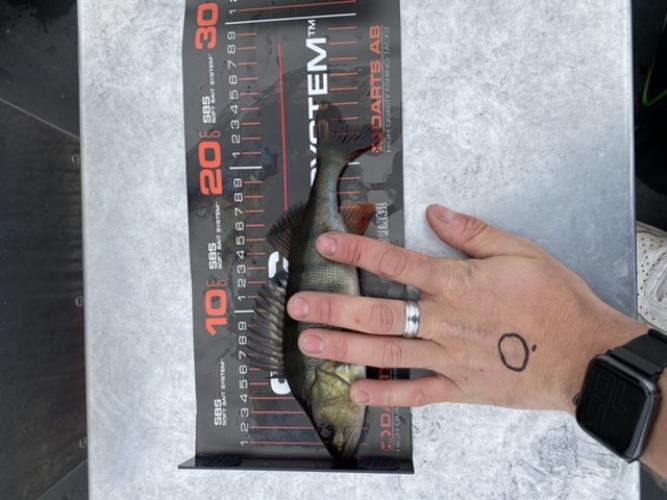 A picture of a Perch, caught by 20 Lake Fishing at 2022-06-19 11:46:37. The lure was a Jig (Perch & Zander Softbait) from Berkley. A picture of a Perch, caught by 20 Lake Fishing at 2022-06-19 11:46:37. The lure was a Jig (Perch & Zander Softbait) from Berkley.