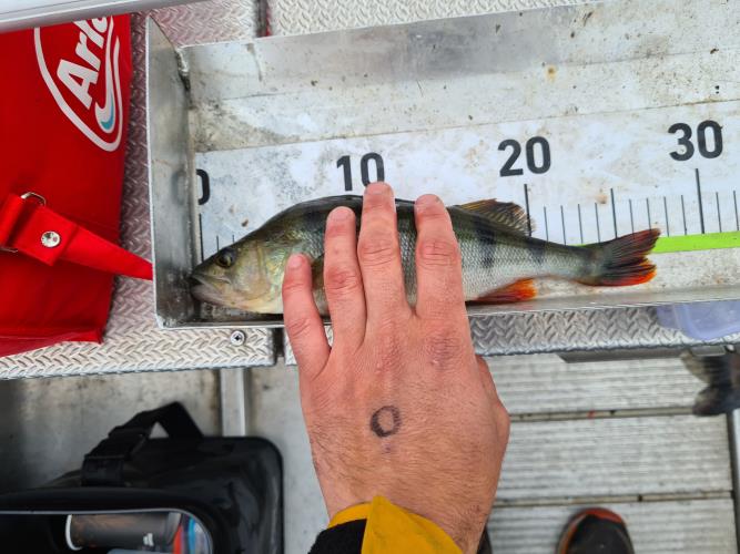 A picture of a Perch, caught by FishingInMax at 2022-06-19 11:50:40. The lure was a Crankbait from FKP-Gear. A picture of a Perch, caught by FishingInMax at 2022-06-19 11:50:40. The lure was a Crankbait from FKP-Gear.