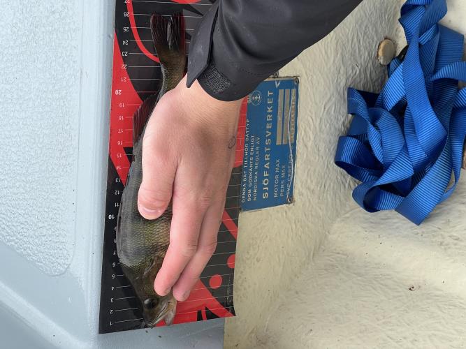 A picture of a Perch, caught by Team Slowly at 2022-06-19 13:20:09. The lure was a Other/Unknown from Other/Unknown. A picture of a Perch, caught by Team Slowly at 2022-06-19 13:20:09. The lure was a Other/Unknown from Other/Unknown.