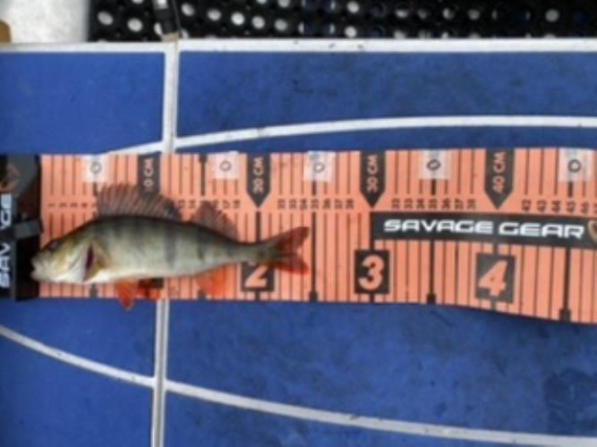 A picture of a Perch, caught by Team 2xH at 2022-06-19 13:50:10. The lure was a Spinner from Myran. A picture of a Perch, caught by Team 2xH at 2022-06-19 13:50:10. The lure was a Spinner from Myran.