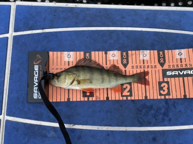 A picture of a Perch, caught by Team 2xH at 2022-06-19 13:53:15. The lure was a Spinner from Myran. A picture of a Perch, caught by Team 2xH at 2022-06-19 13:53:15. The lure was a Spinner from Myran.