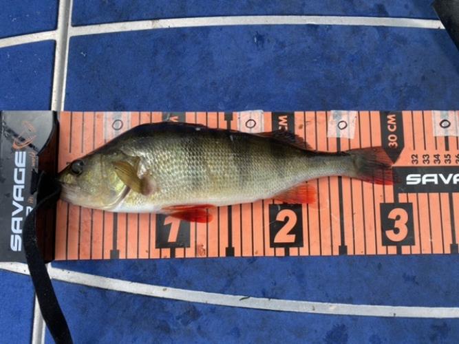A picture of a Perch, caught by Team 2xH at 2022-06-19 14:11:03. The lure was a Spinner from Myran. A picture of a Perch, caught by Team 2xH at 2022-06-19 14:11:03. The lure was a Spinner from Myran.
