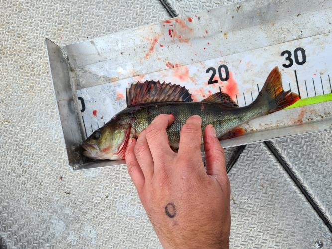 A picture of a Perch, caught by FishingInMax at 2022-06-19 14:31:08. The lure was a Poppers & Topwater Lure from Berkley. A picture of a Perch, caught by FishingInMax at 2022-06-19 14:31:08. The lure was a Poppers & Topwater Lure from Berkley.