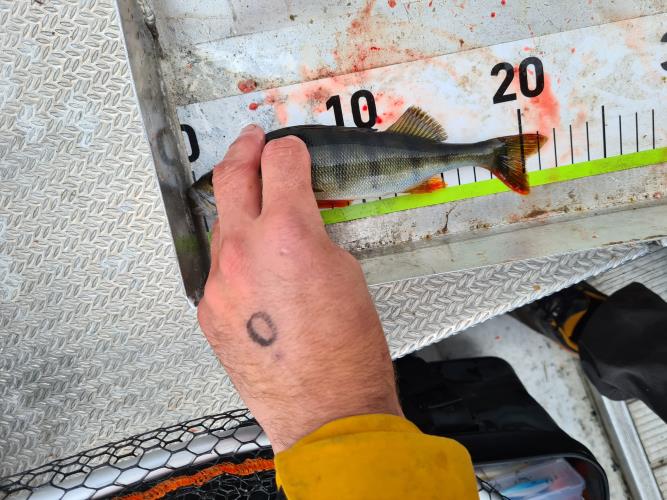 A picture of a Perch, caught by FishingInMax at 2022-06-19 14:31:50. The lure was a Poppers & Topwater Lure from Berkley. A picture of a Perch, caught by FishingInMax at 2022-06-19 14:31:50. The lure was a Poppers & Topwater Lure from Berkley.