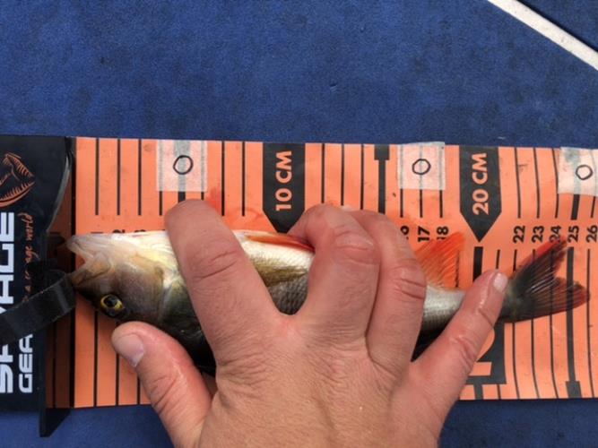 A picture of a Perch, caught by Team 2xH at 2022-06-19 15:54:46. The lure was a Jig (Perch & Zander Softbait) from Berkley. A picture of a Perch, caught by Team 2xH at 2022-06-19 15:54:46. The lure was a Jig (Perch & Zander Softbait) from Berkley.