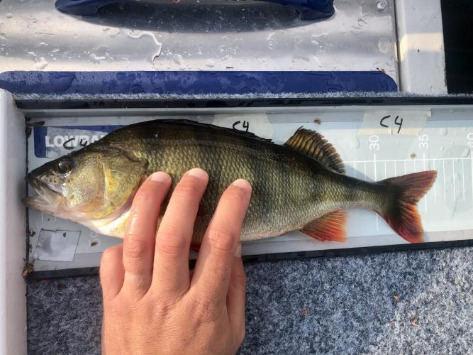 A picture of a Perch, caught by Team Hegge & Fehim at 2023-07-01 07:40:20. The lure was a Lipless Crankbait from Berkley. A picture of a Perch, caught by Team Hegge & Fehim at 2023-07-01 07:40:20. The lure was a Lipless Crankbait from Berkley.