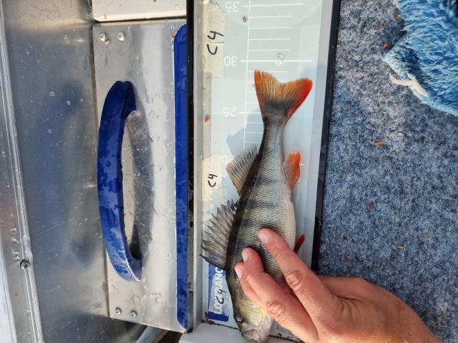 A picture of a Perch, caught by Team Hegge & Fehim at 2023-07-01 07:40:56. The lure was a Crankbait from Westin Fishing. A picture of a Perch, caught by Team Hegge & Fehim at 2023-07-01 07:40:56. The lure was a Crankbait from Westin Fishing.