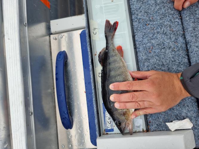 A picture of a Perch, caught by Team Hegge & Fehim at 2023-07-01 08:26:28. The lure was a Spinner from Myran. A picture of a Perch, caught by Team Hegge & Fehim at 2023-07-01 08:26:28. The lure was a Spinner from Myran.