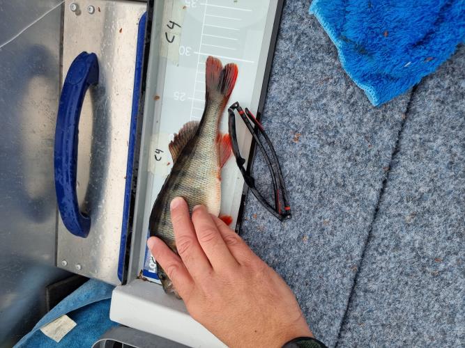 A picture of a Perch, caught by Team Hegge & Fehim at 2023-07-01 09:34:13. The lure was a Spinner from Myran. A picture of a Perch, caught by Team Hegge & Fehim at 2023-07-01 09:34:13. The lure was a Spinner from Myran.