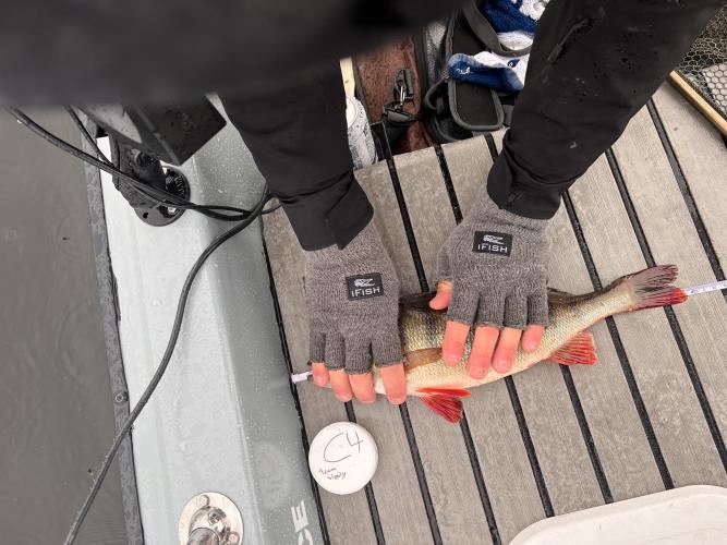 A picture of a Perch, caught by Team Slowly at 2023-07-01 09:39:13. The lure was a Jerkbait from Megabass. A picture of a Perch, caught by Team Slowly at 2023-07-01 09:39:13. The lure was a Jerkbait from Megabass.