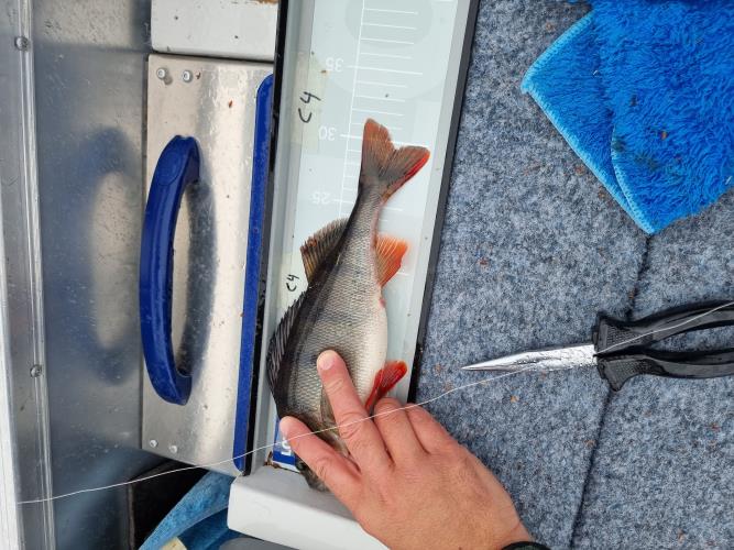 A picture of a Perch, caught by Team Hegge & Fehim at 2023-07-01 09:47:00. The lure was a Crankbait from Westin Fishing. A picture of a Perch, caught by Team Hegge & Fehim at 2023-07-01 09:47:00. The lure was a Crankbait from Westin Fishing.