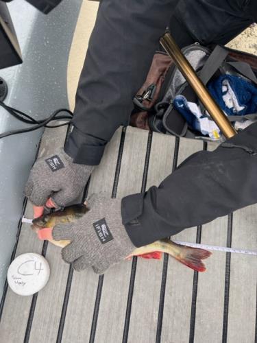 A picture of a Perch, caught by Team Slowly at 2023-07-01 10:07:17. The lure was a Chatterbait from CWC. A picture of a Perch, caught by Team Slowly at 2023-07-01 10:07:17. The lure was a Chatterbait from CWC.