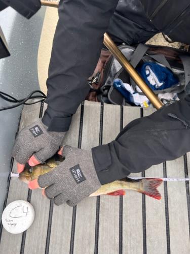 A picture of a Perch, caught by Team Slowly at 2023-07-01 10:09:06. The lure was a Chatterbait from CWC. A picture of a Perch, caught by Team Slowly at 2023-07-01 10:09:06. The lure was a Chatterbait from CWC.