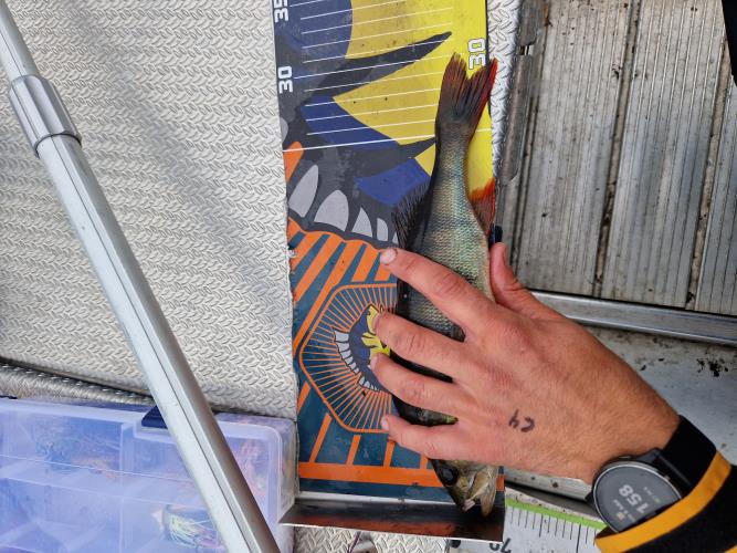 A picture of a Perch, caught by Fishing In Max at 2023-07-01 11:57:42. The lure was a Chatterbait from Daiwa. A picture of a Perch, caught by Fishing In Max at 2023-07-01 11:57:42. The lure was a Chatterbait from Daiwa.