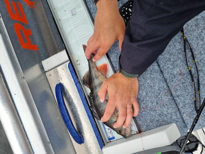 A picture of a Perch, caught by Team Hegge & Fehim at 2023-07-01 13:24:19. The lure was a Spinnerbait from Westin Fishing. A picture of a Perch, caught by Team Hegge & Fehim at 2023-07-01 13:24:19. The lure was a Spinnerbait from Westin Fishing.