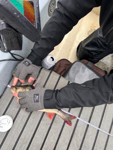 A picture of a Perch, caught by Team Slowly at 2023-07-01 13:46:34. The lure was a Chatterbait from CWC. A picture of a Perch, caught by Team Slowly at 2023-07-01 13:46:34. The lure was a Chatterbait from CWC.