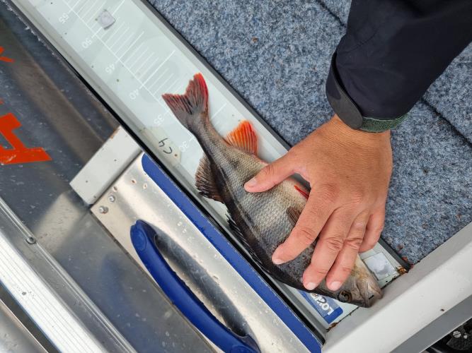 A picture of a Perch, caught by Team Hegge & Fehim at 2023-07-01 14:18:29. The lure was a Jig (Perch & Zander Softbait) from Westin Fishing. A picture of a Perch, caught by Team Hegge & Fehim at 2023-07-01 14:18:29. The lure was a Jig (Perch & Zander Softbait) from Westin Fishing.