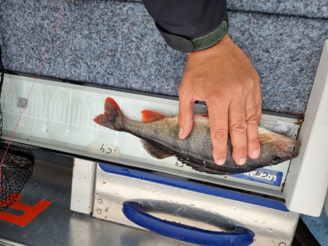 A picture of a Perch, caught by Team Hegge & Fehim at 2023-07-01 14:21:25. The lure was a Jig (Perch & Zander Softbait) from Westin Fishing. A picture of a Perch, caught by Team Hegge & Fehim at 2023-07-01 14:21:25. The lure was a Jig (Perch & Zander Softbait) from Westin Fishing.