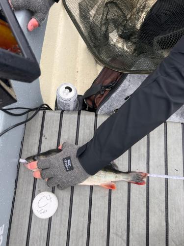 A picture of a Perch, caught by Team Slowly at 2023-07-01 14:53:33. The lure was a Chatterbait from CWC. A picture of a Perch, caught by Team Slowly at 2023-07-01 14:53:33. The lure was a Chatterbait from CWC.