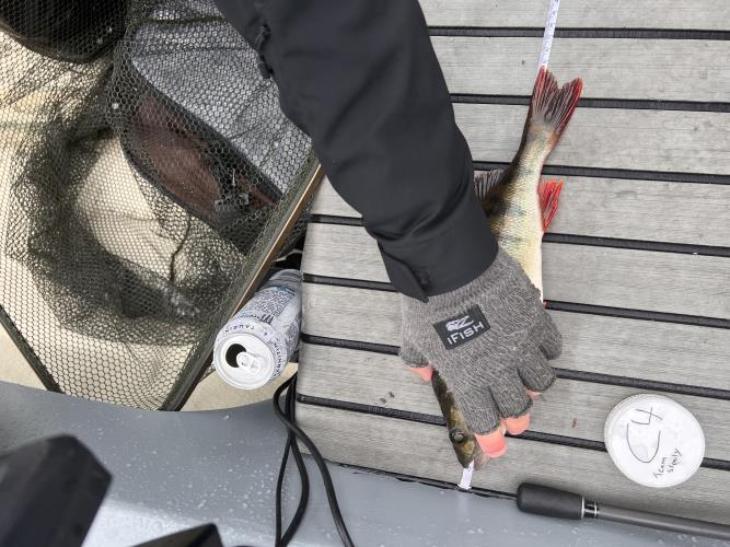 A picture of a Perch, caught by Team Slowly at 2023-07-01 15:57:47. The lure was a Jerkbait from Megabass. A picture of a Perch, caught by Team Slowly at 2023-07-01 15:57:47. The lure was a Jerkbait from Megabass.