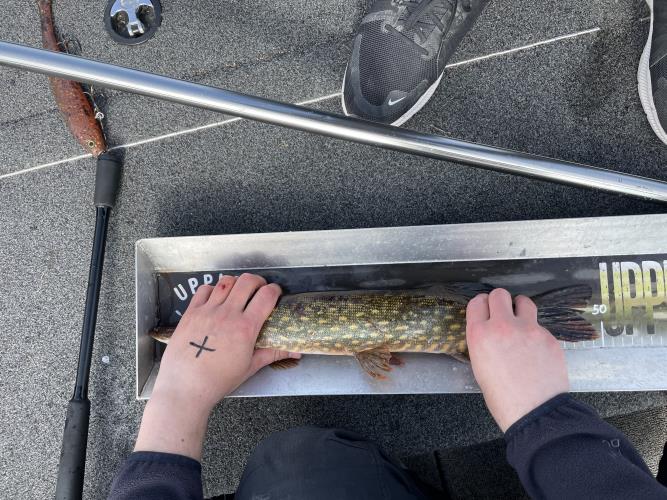 A picture of a Pike, caught by 362 Fishing Team at 2022-05-08 09:44:25. The lure was a Jerkbait from Bandit Lures. A picture of a Pike, caught by 362 Fishing Team at 2022-05-08 09:44:25. The lure was a Jerkbait from Bandit Lures.