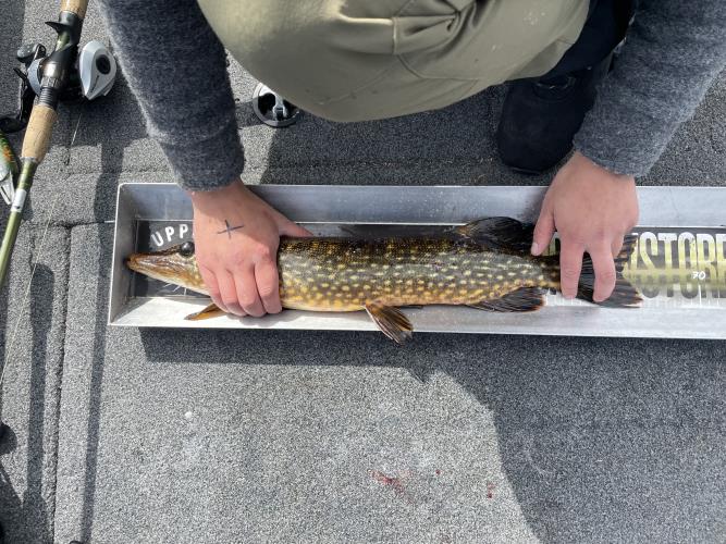 A picture of a Pike, caught by 362 Fishing Team at 2022-05-08 10:14:14. The lure was a Jerkbait from Berkley. A picture of a Pike, caught by 362 Fishing Team at 2022-05-08 10:14:14. The lure was a Jerkbait from Berkley.