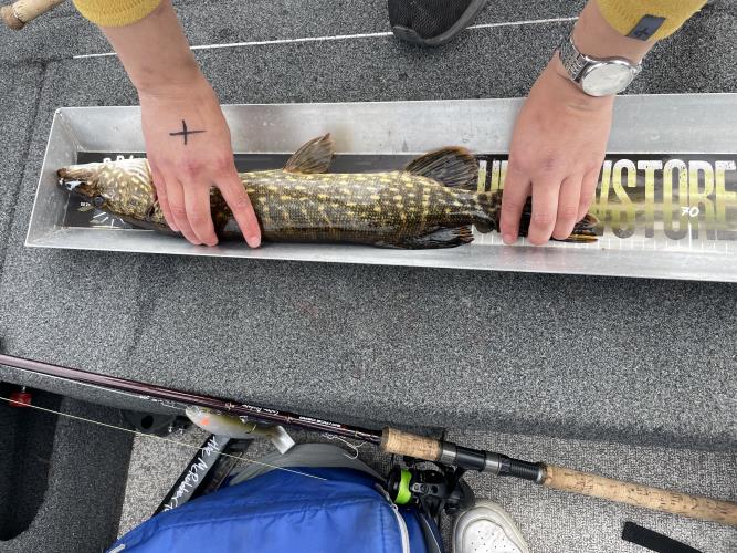 A picture of a Pike, caught by 362 Fishing Team at 2022-05-08 11:39:30. The lure was a Spinnerbait from Bandit Lures. A picture of a Pike, caught by 362 Fishing Team at 2022-05-08 11:39:30. The lure was a Spinnerbait from Bandit Lures.