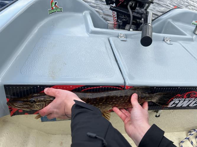 A picture of a Pike, caught by Team Slowly at 2022-05-08 15:53:48. The lure was a Spinner from Abu Garcia. A picture of a Pike, caught by Team Slowly at 2022-05-08 15:53:48. The lure was a Spinner from Abu Garcia.