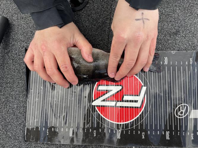 A picture of a Perch, caught by 362 Fishing Team at 2022-05-08 16:55:31. The lure was a Jig (Perch & Zander Softbait) from Bandit Lures. A picture of a Perch, caught by 362 Fishing Team at 2022-05-08 16:55:31. The lure was a Jig (Perch & Zander Softbait) from Bandit Lures.