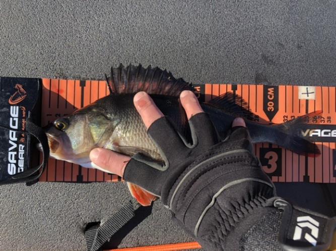 A picture of a Perch, caught by Hegge at 2022-05-15 08:47:38. The lure was a Jig (Perch & Zander Softbait) from Abu Garcia. A picture of a Perch, caught by Hegge at 2022-05-15 08:47:38. The lure was a Jig (Perch & Zander Softbait) from Abu Garcia.