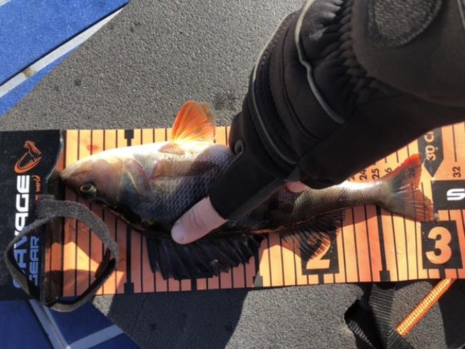 A picture of a Perch, caught by Hegge at 2022-05-15 09:12:29. The lure was a Jig (Perch & Zander Softbait) from Abu Garcia. A picture of a Perch, caught by Hegge at 2022-05-15 09:12:29. The lure was a Jig (Perch & Zander Softbait) from Abu Garcia.
